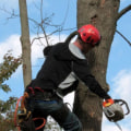 What are the duties of an arborist?