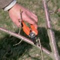 What tool is used to cut tree branches?