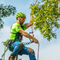 Why is tree pruning so expensive?