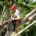 What arborist do?