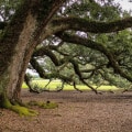 How do you keep old oak trees alive?