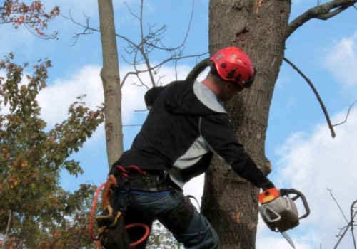 What are the duties of an arborist?