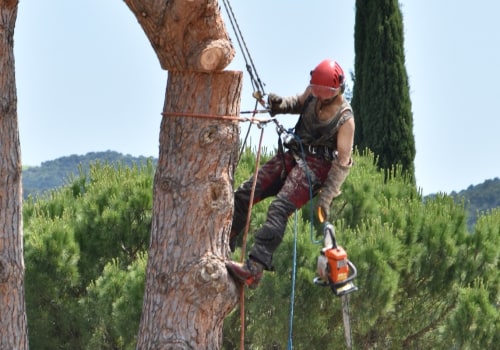 What tools does an arborist use?