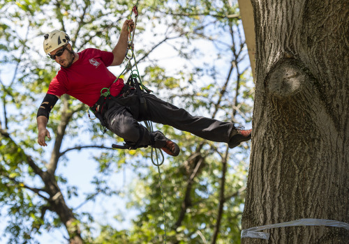 How do tree climbers work?