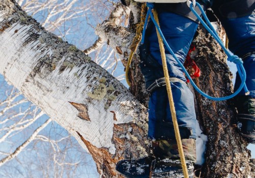 How many isa certified arborist are there in the world?