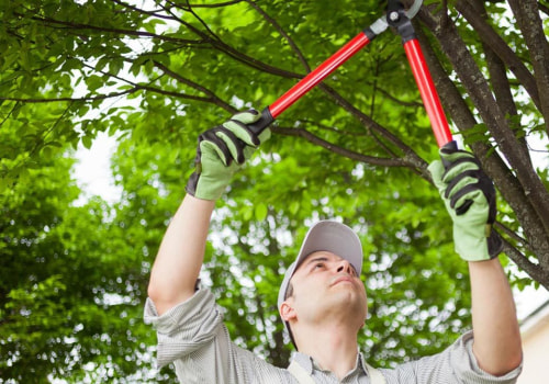 How A Landscape Contractor Can Optimize Arborist Tools Better Than DIY For Pembroke Pines Tree Services