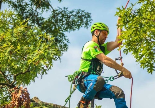 Why is tree pruning so expensive?