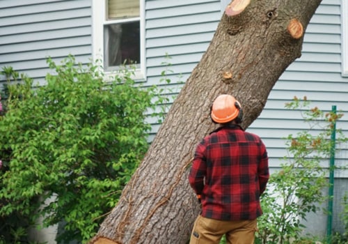 Why is tree work so expensive?