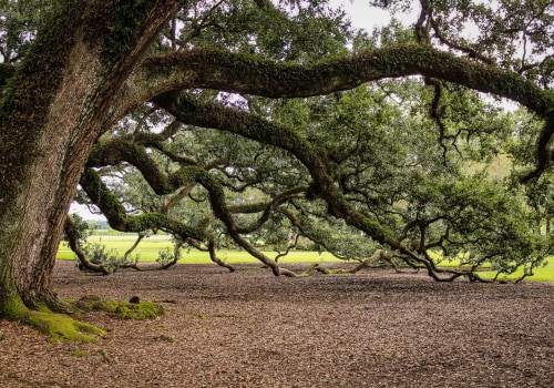 How do you keep old oak trees alive?